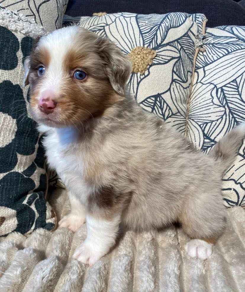 du Royaume de Narnia - Chiot disponible  - Berger Australien