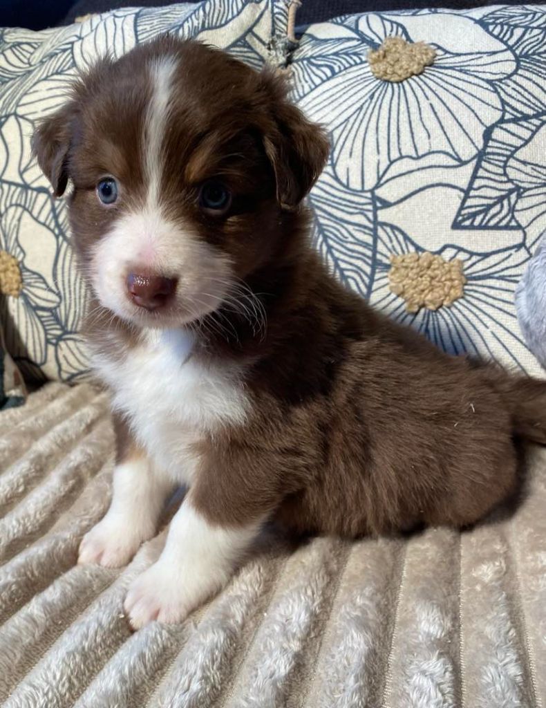 du Royaume de Narnia - Chiot disponible  - Berger Australien