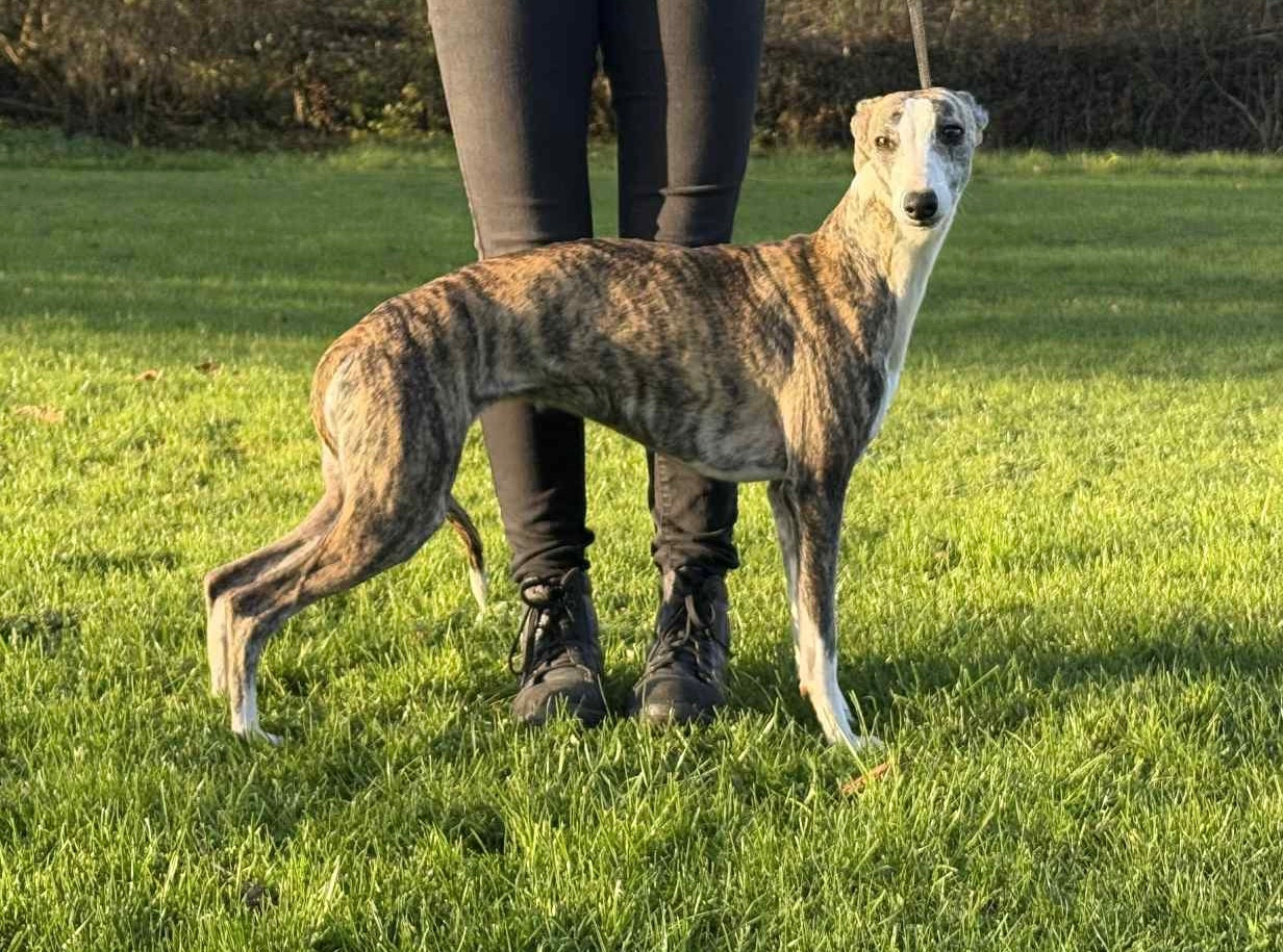 Violette De La Fontaine De Lauris