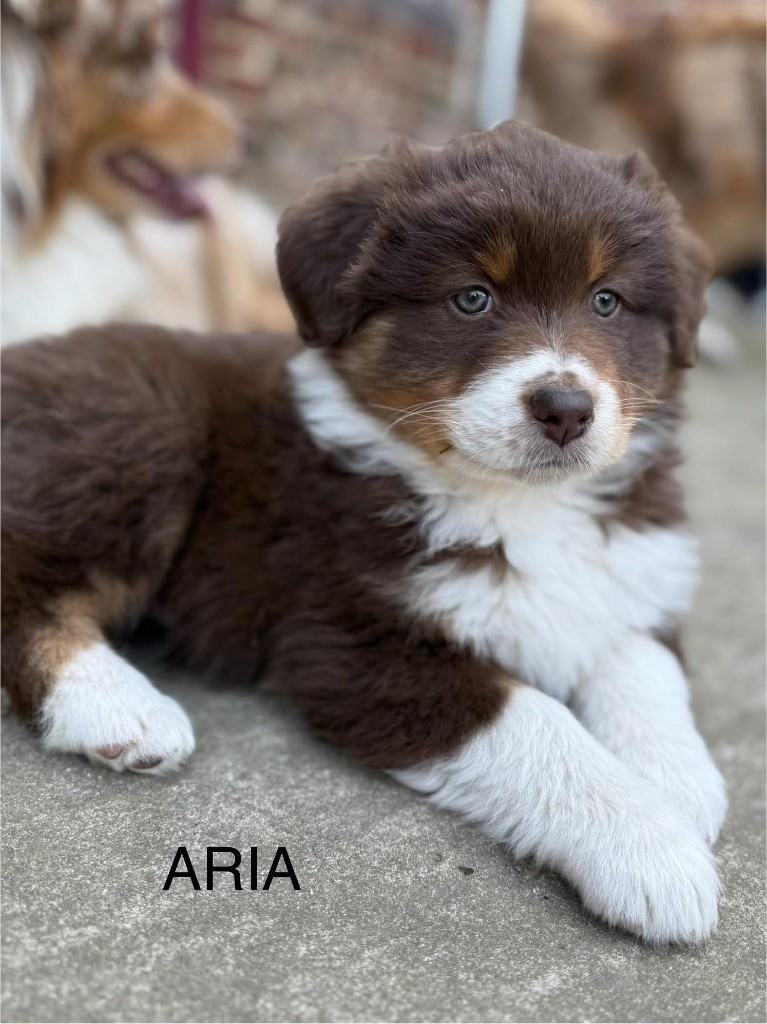 du Royaume de Narnia - Chiots disponibles - Berger Australien