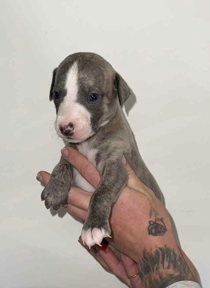 du Royaume de Narnia - Chiots disponibles - Whippet