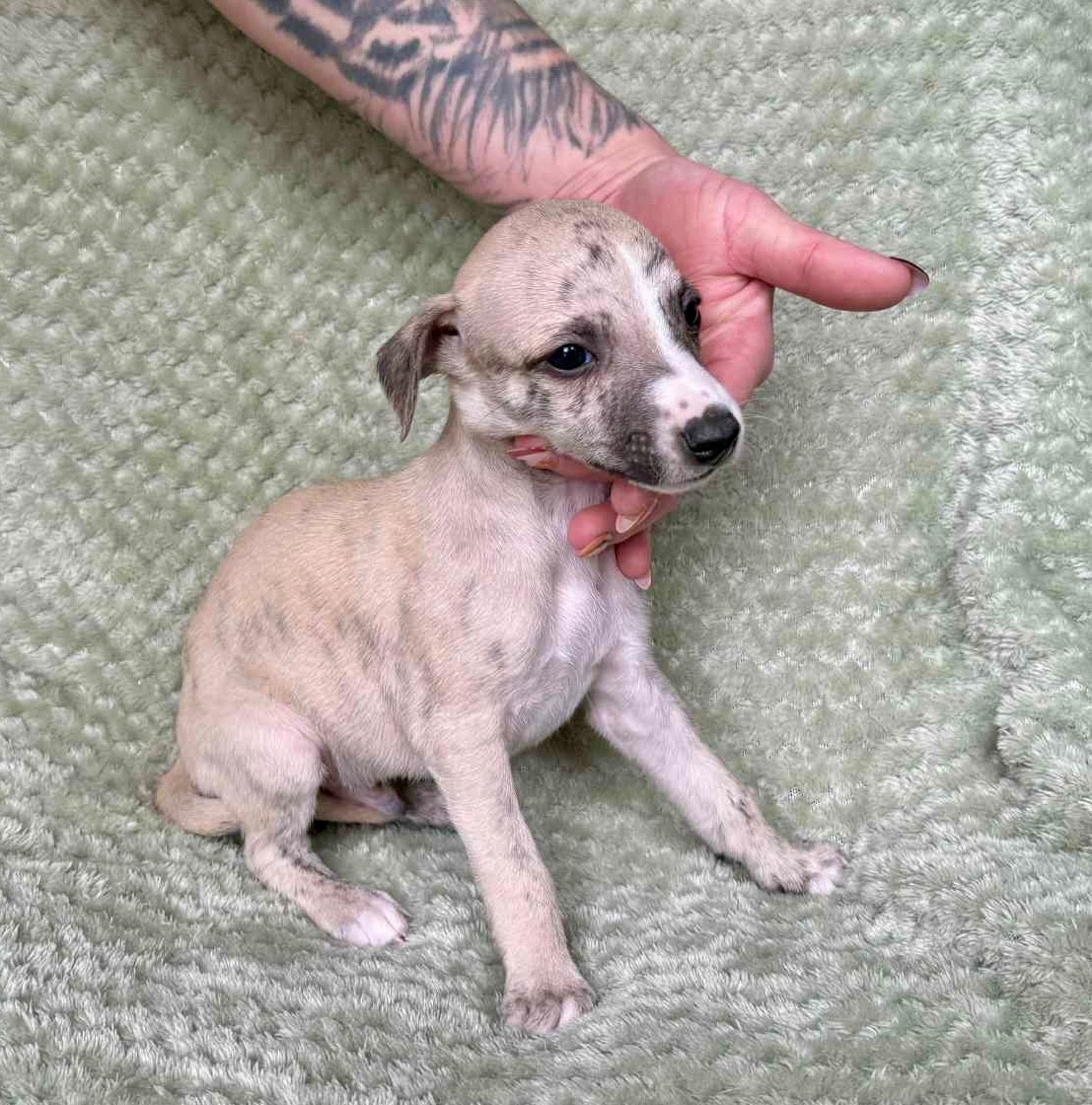 du Royaume de Narnia - Chiots disponibles - Whippet