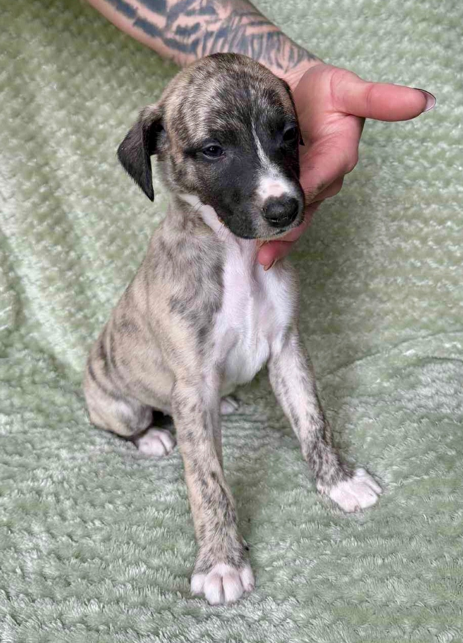 du Royaume de Narnia - Chiots disponibles - Whippet