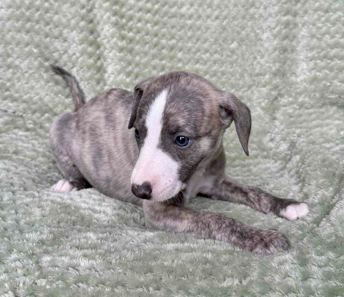 du Royaume de Narnia - Chiots disponibles - Whippet