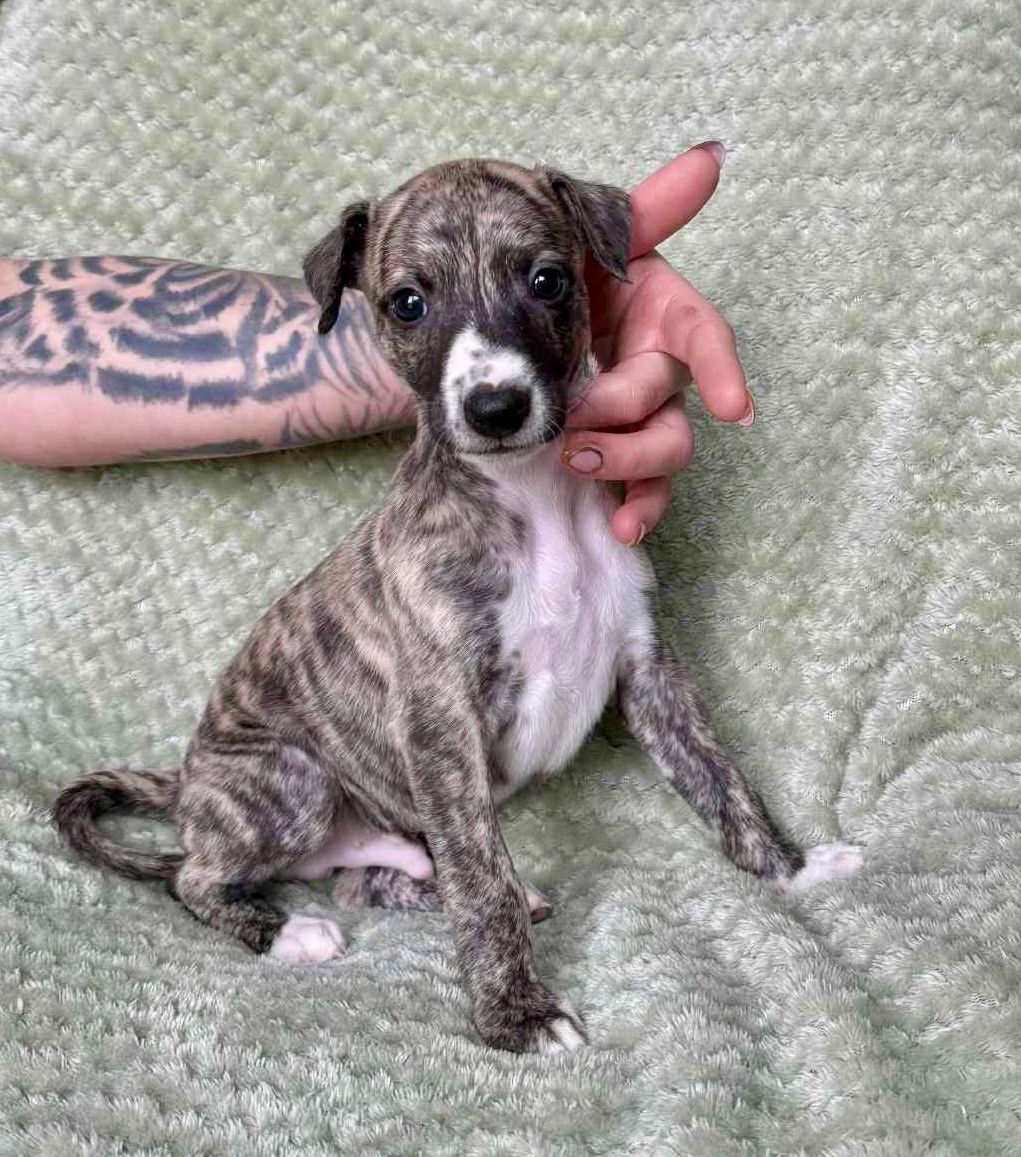 du Royaume de Narnia - Chiots disponibles - Whippet