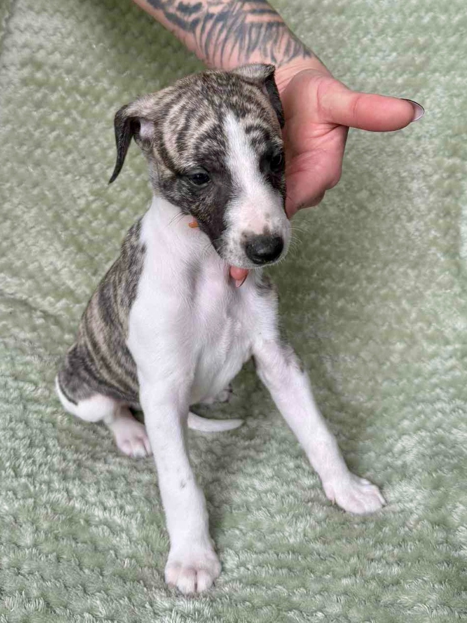 du Royaume de Narnia - Chiots disponibles - Whippet
