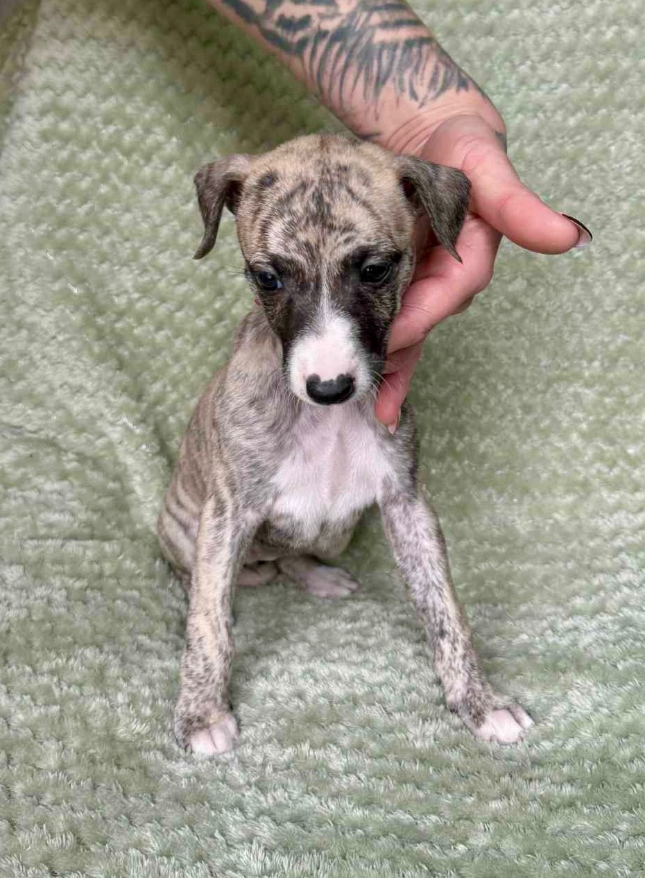 du Royaume de Narnia - Chiots disponibles - Whippet