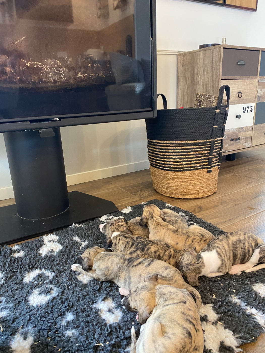 du Royaume de Narnia - Whippet - Portée née le 27/09/2025