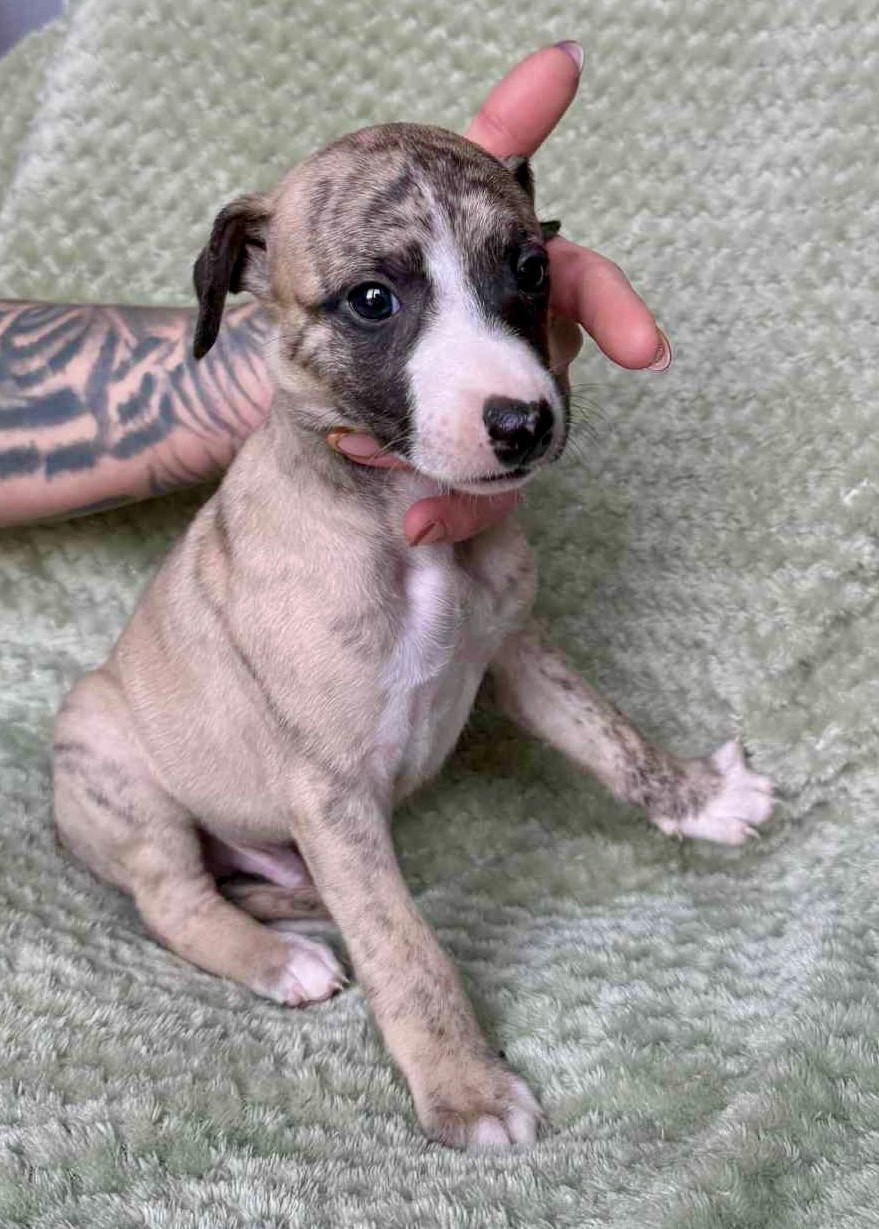 du Royaume de Narnia - Chiots disponibles - Whippet