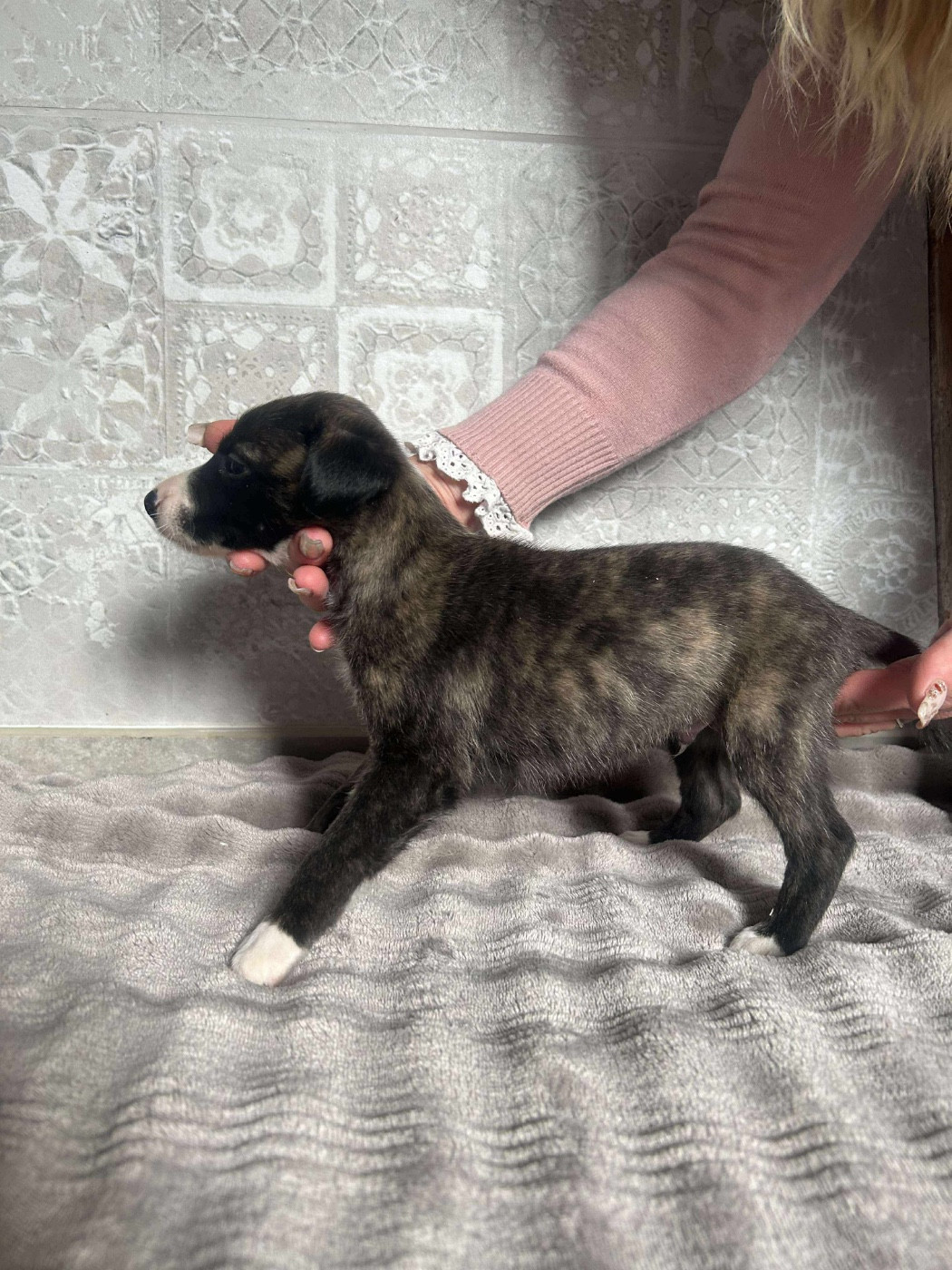 du Royaume de Narnia - Chiots disponibles - Whippet