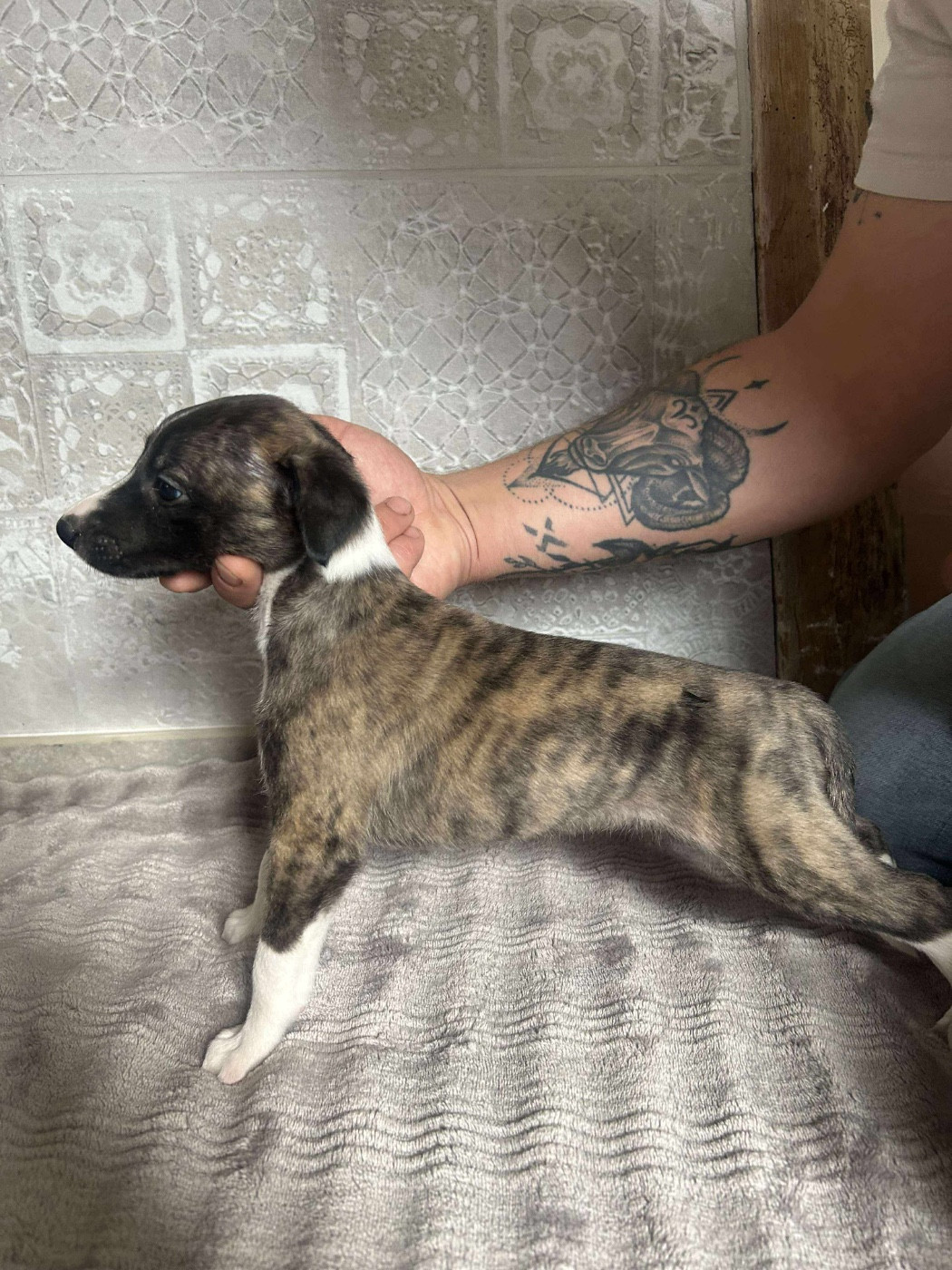 du Royaume de Narnia - Chiots disponibles - Whippet