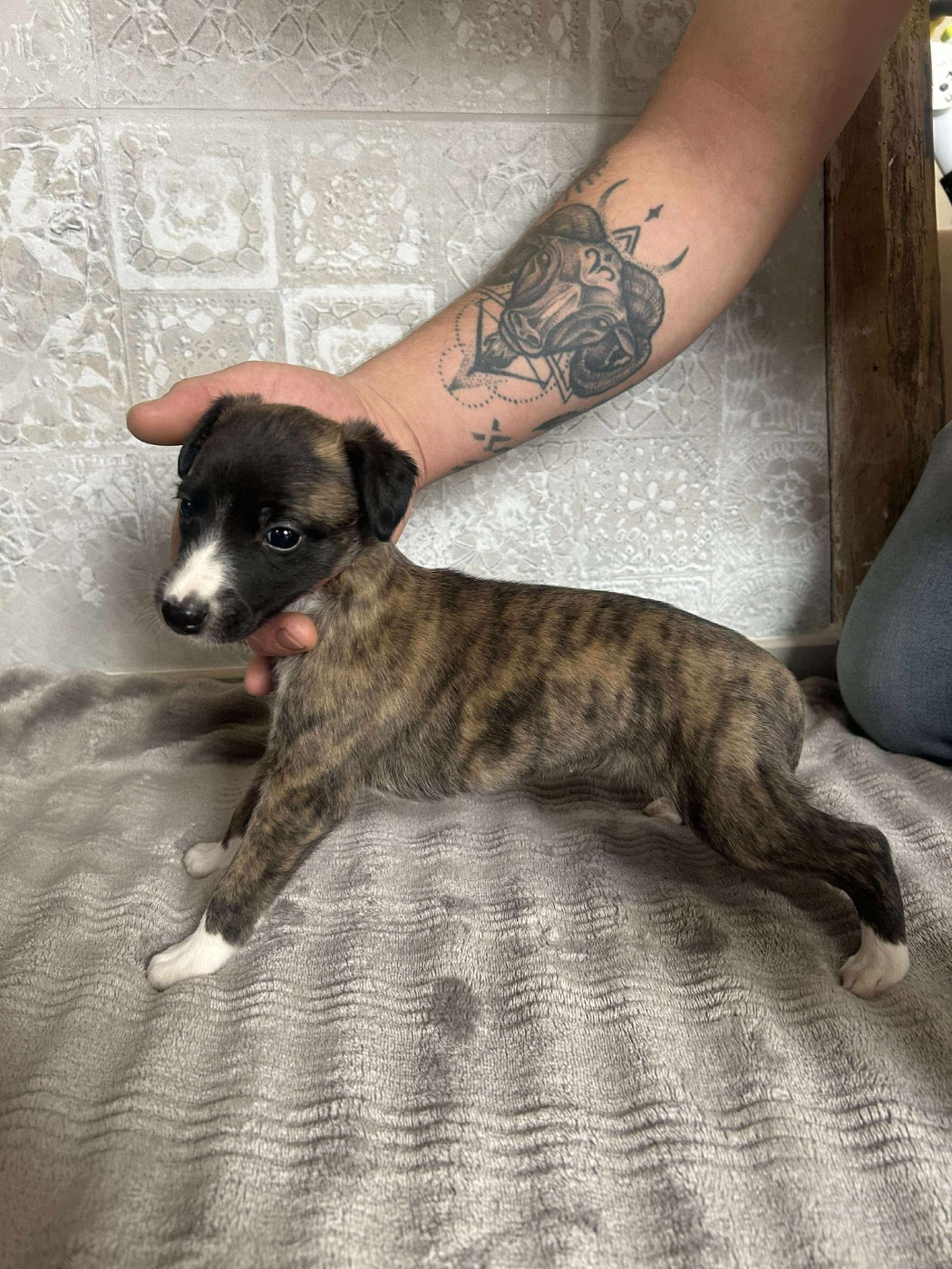 du Royaume de Narnia - Chiots disponibles - Whippet