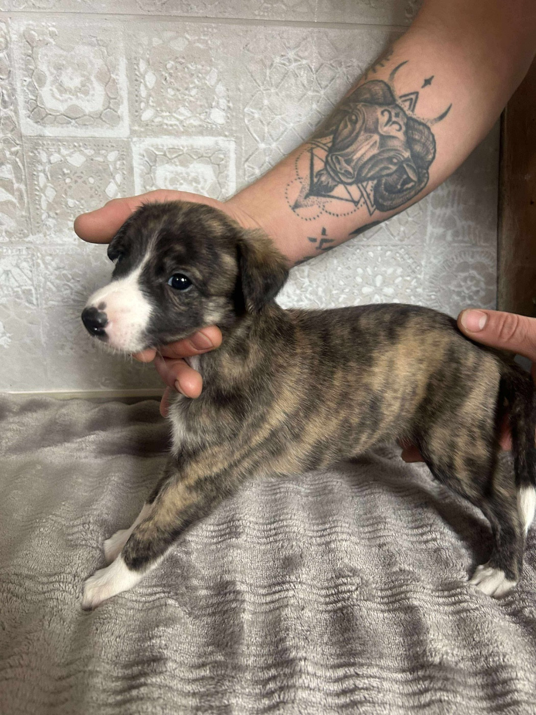 du Royaume de Narnia - Chiots disponibles - Whippet