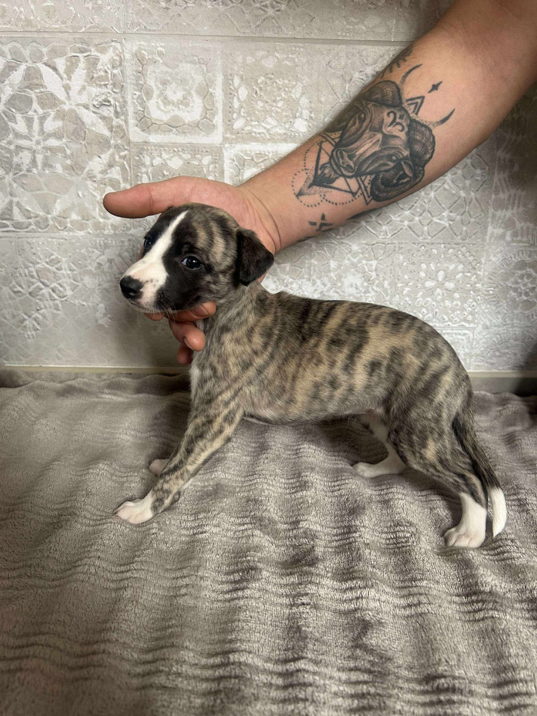 du Royaume de Narnia - Chiots disponibles - Whippet