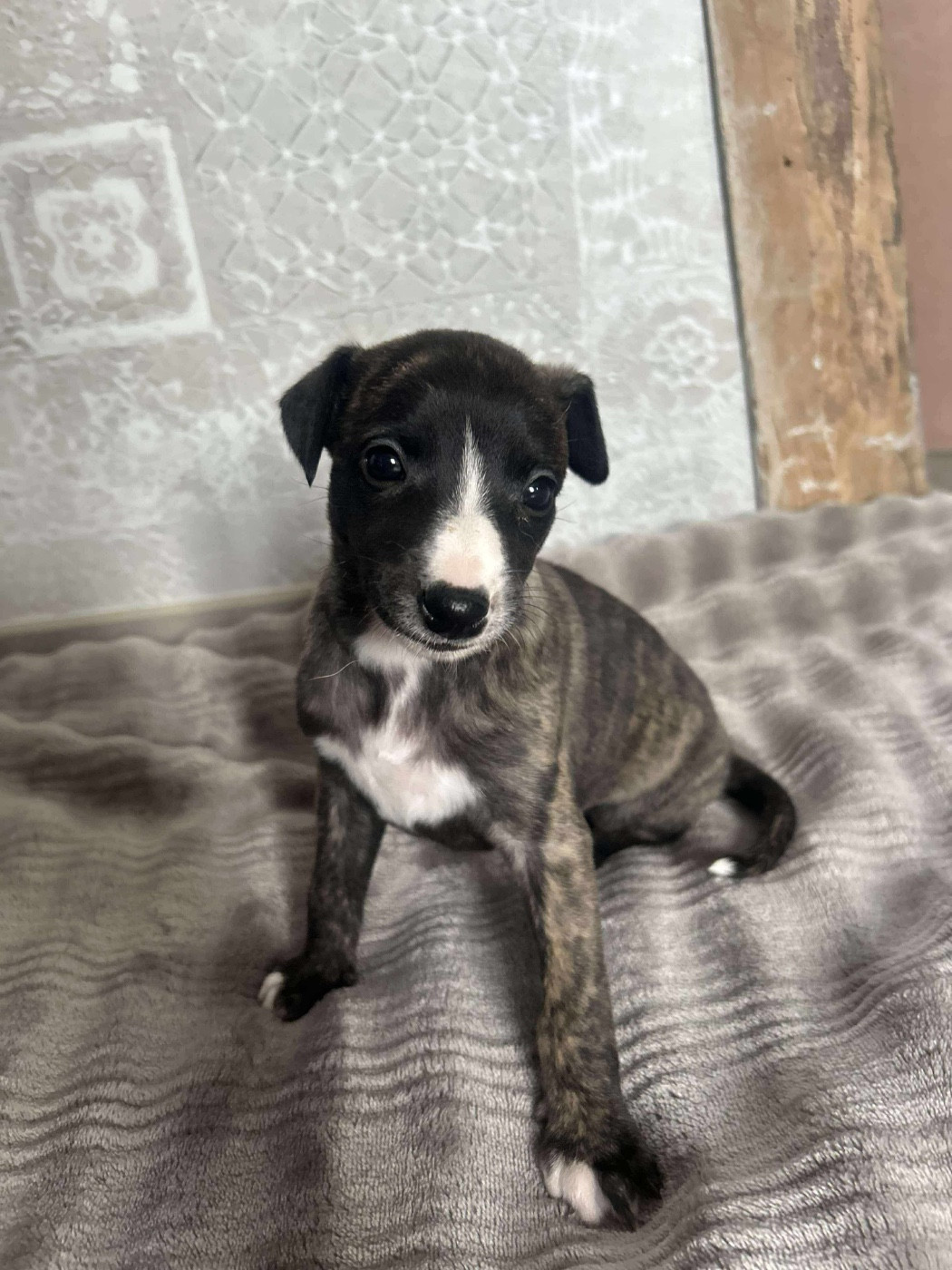 du Royaume de Narnia - Chiots disponibles - Whippet