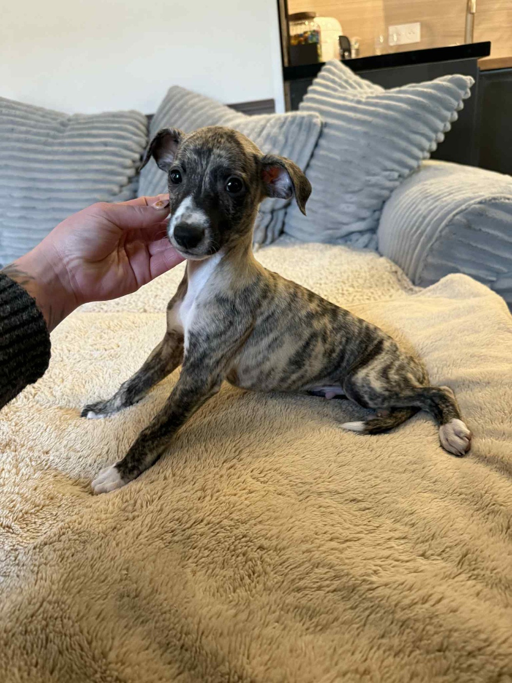 du Royaume de Narnia - Chiots disponibles - Whippet