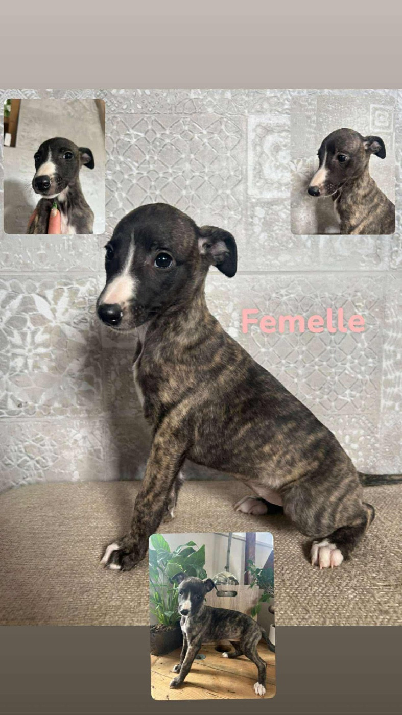 du Royaume de Narnia - Chiots disponibles - Whippet