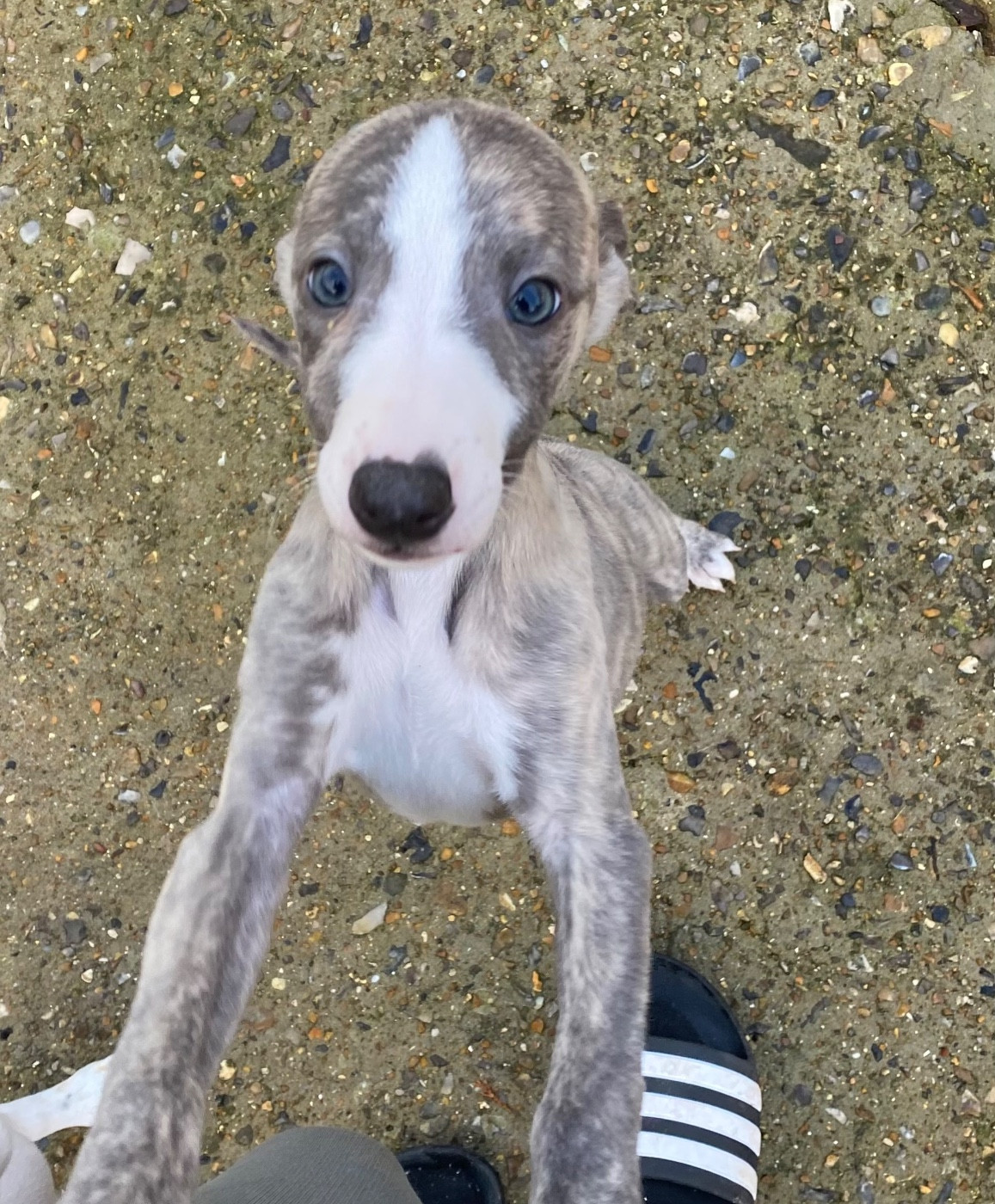 du Royaume de Narnia - Chiots disponibles - Whippet