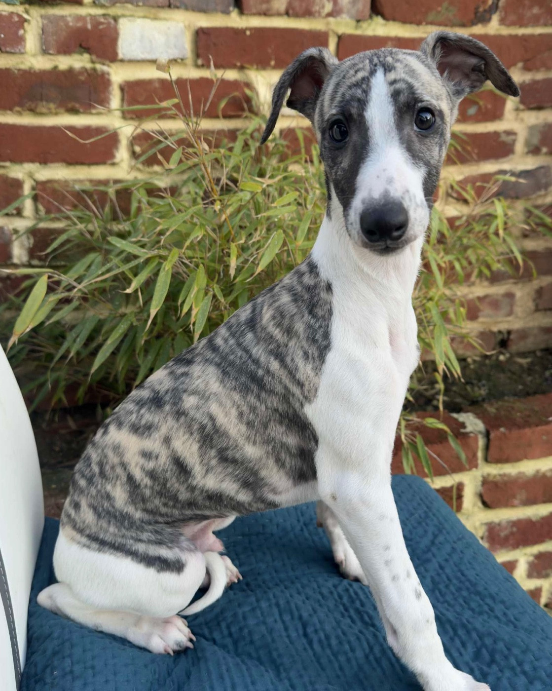 du Royaume de Narnia - Chiots disponibles - Whippet