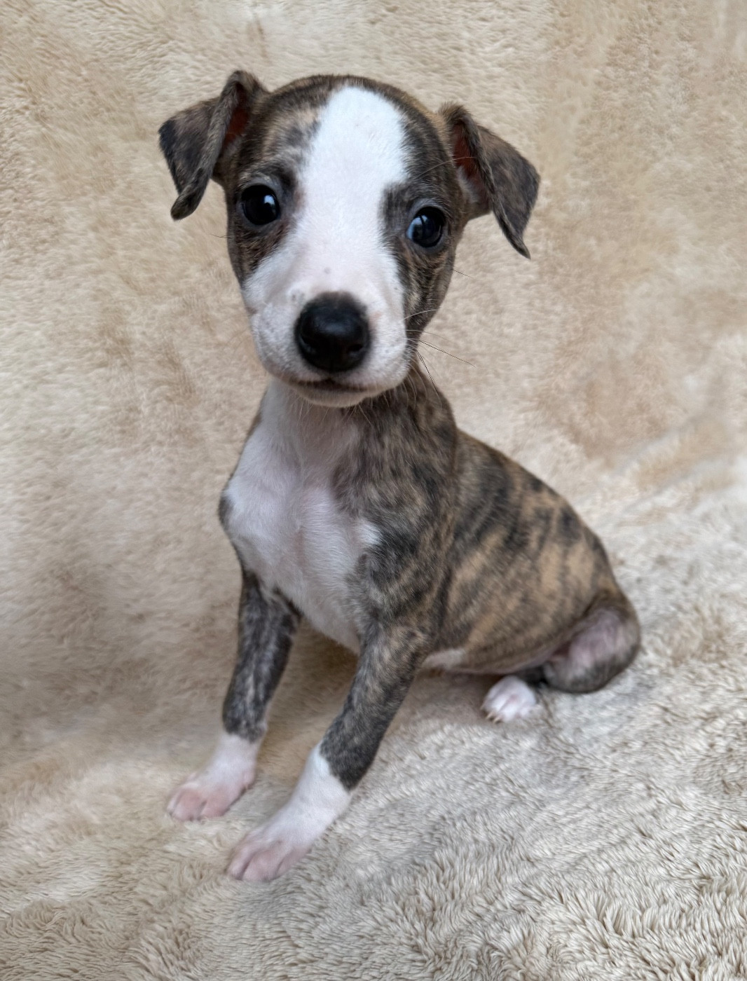du Royaume de Narnia - Chiots disponibles - Whippet