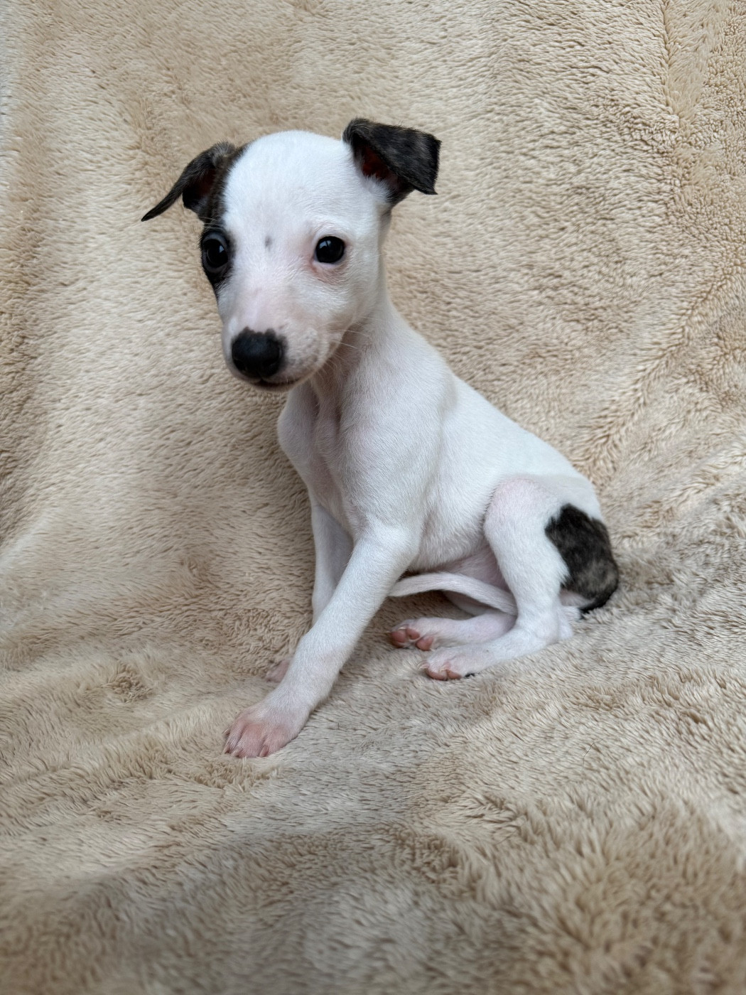 du Royaume de Narnia - Chiots disponibles - Whippet