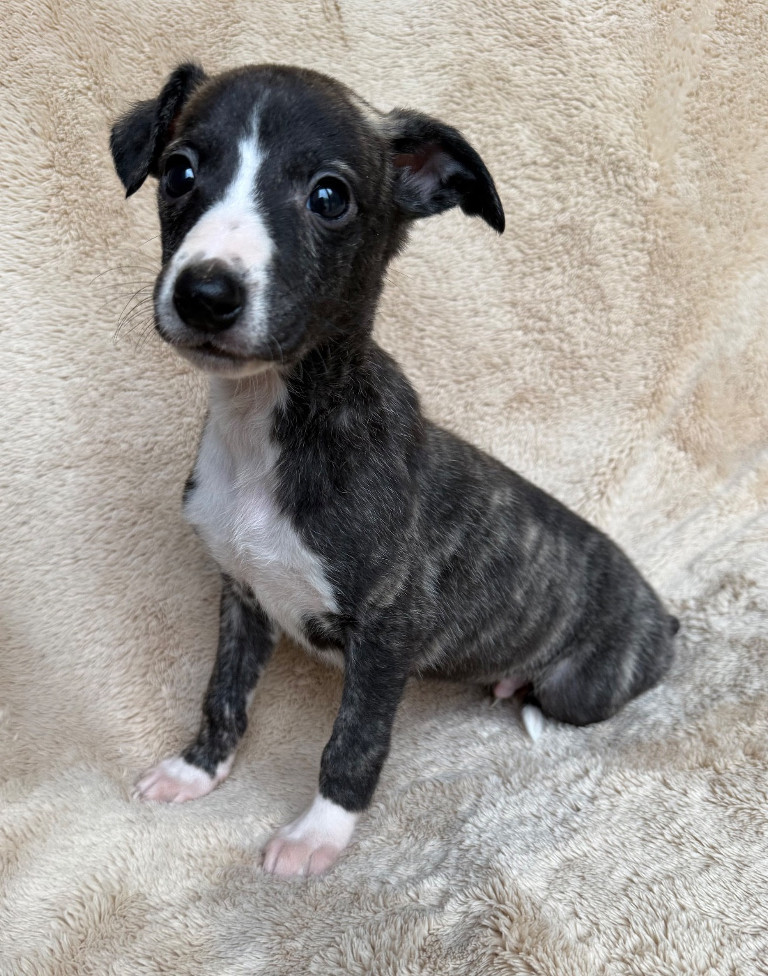 du Royaume de Narnia - Chiots disponibles - Whippet
