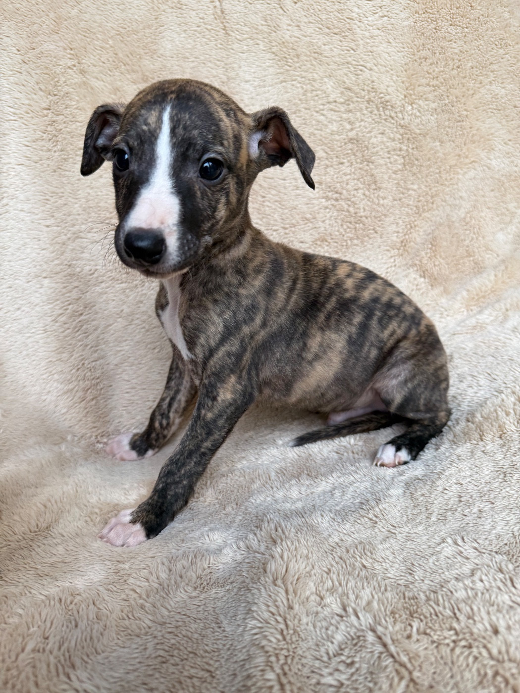 du Royaume de Narnia - Chiots disponibles - Whippet
