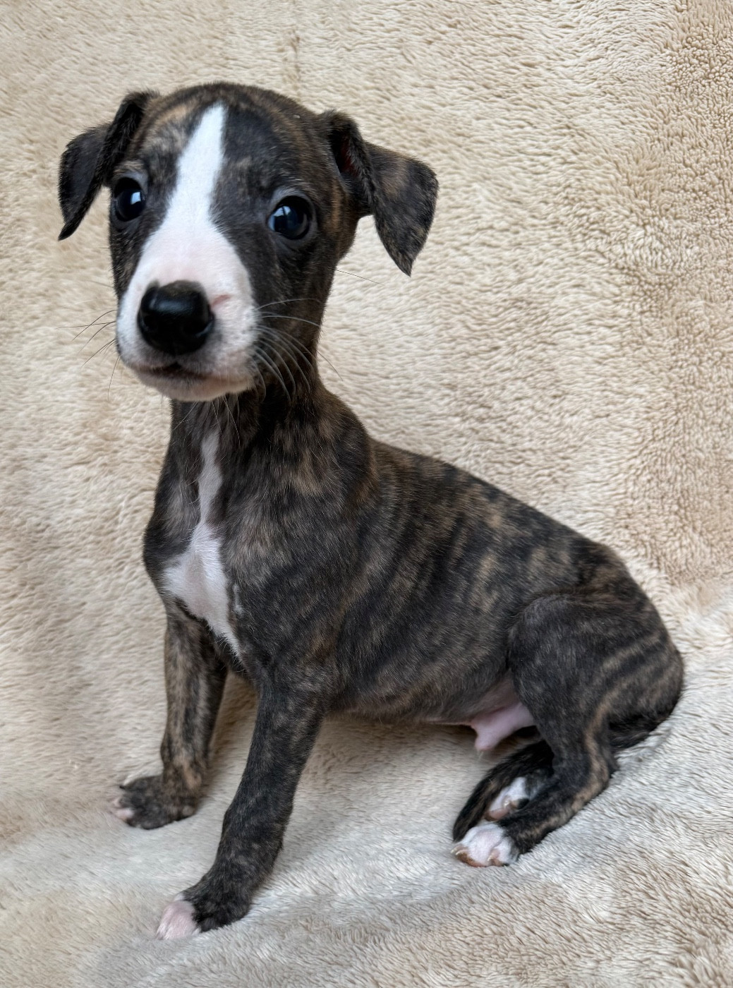 du Royaume de Narnia - Chiots disponibles - Whippet