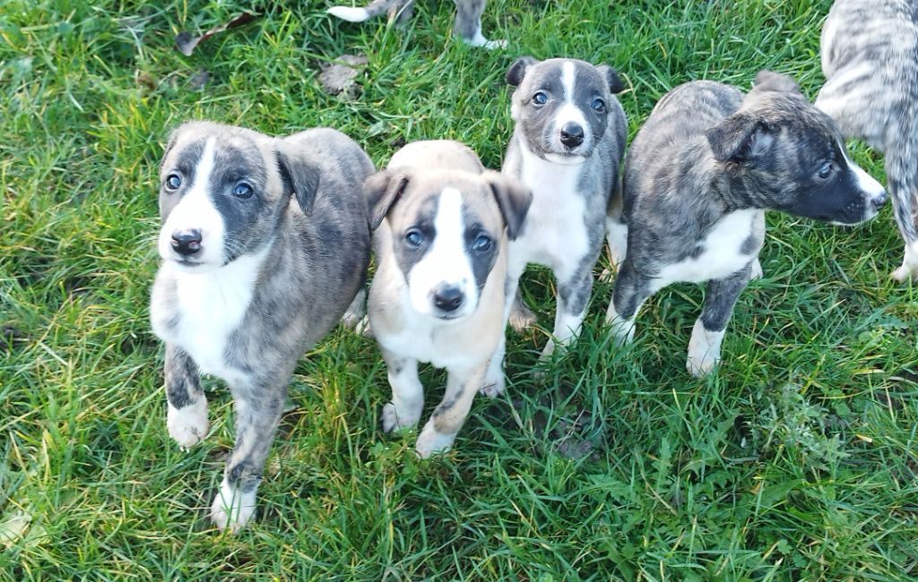 Chiot Whippet du Royaume de Narnia