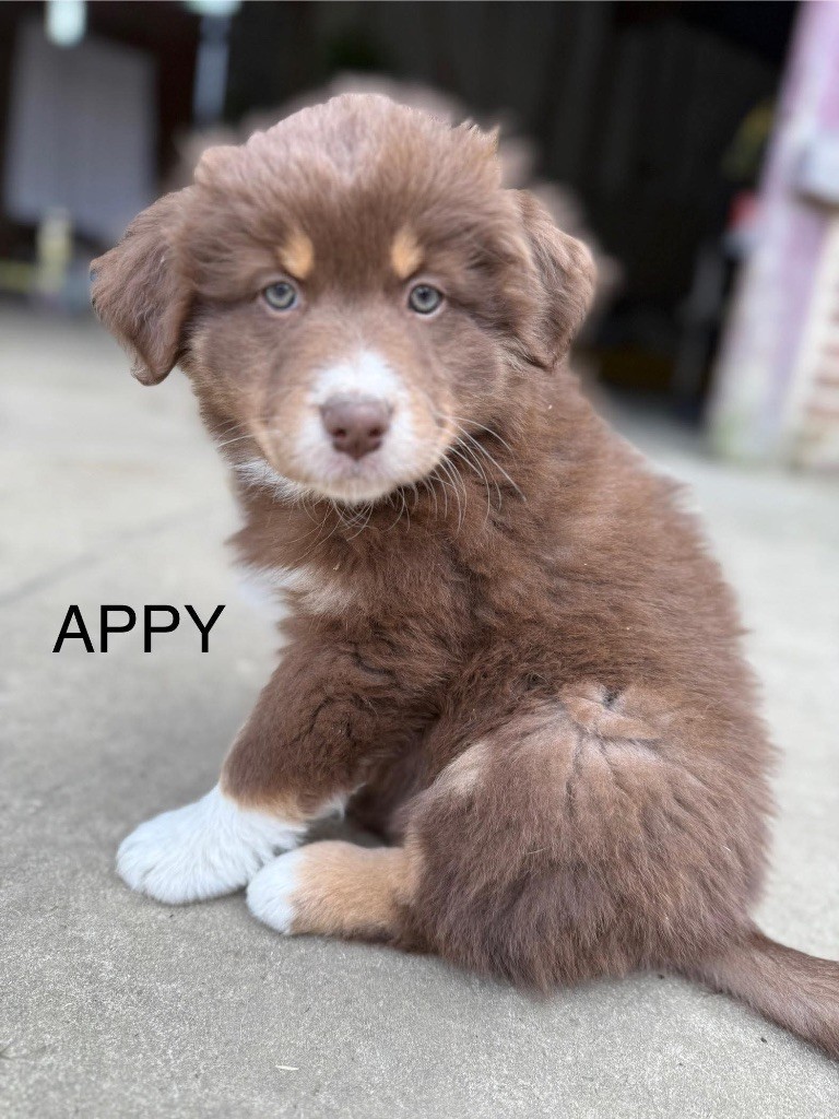 du Royaume de Narnia - Chiots disponibles - Berger Australien