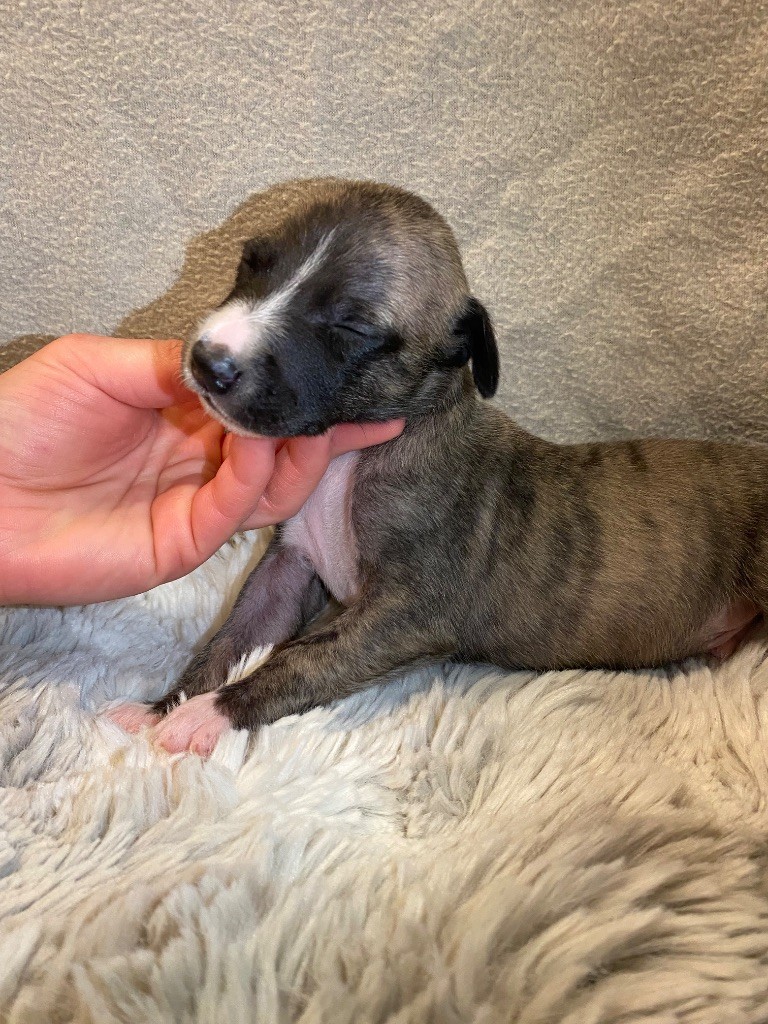 du Royaume de Narnia - Chiots disponibles - Whippet