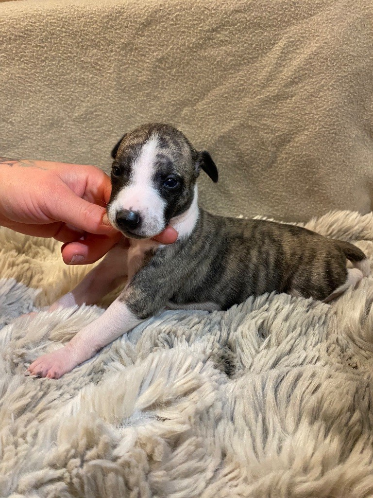du Royaume de Narnia - Chiots disponibles - Whippet