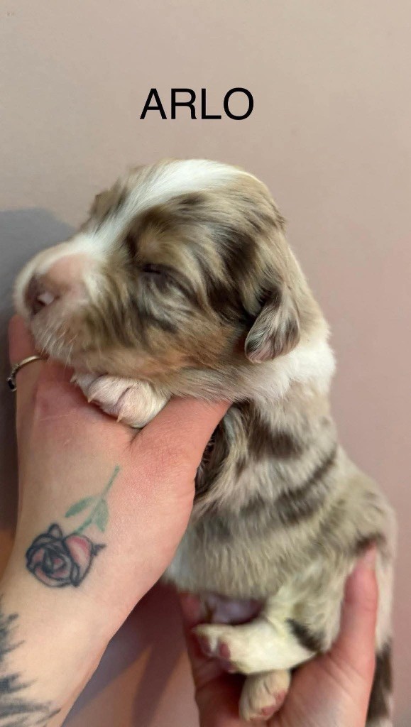 du Royaume de Narnia - Chiots disponibles - Berger Australien