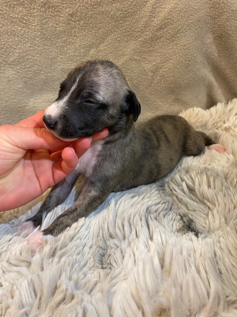 du Royaume de Narnia - Chiots disponibles - Whippet