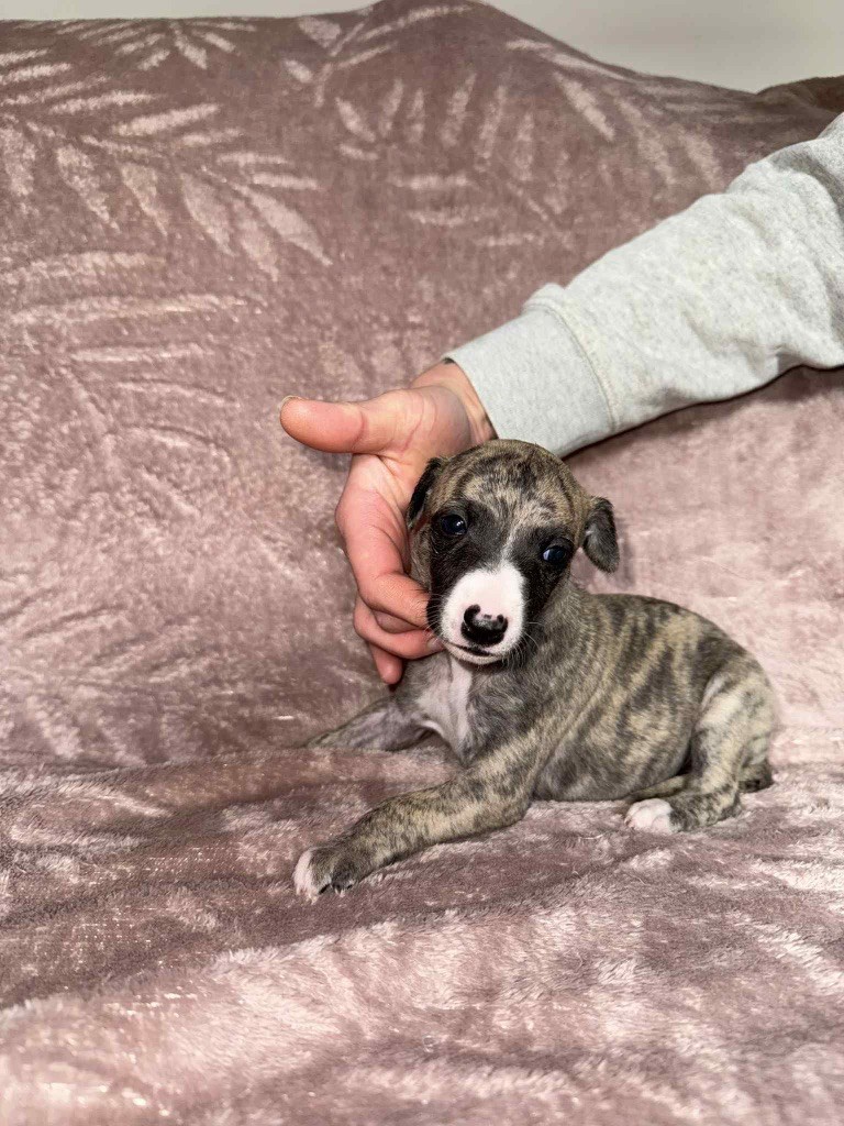 du Royaume de Narnia - Chiots disponibles - Whippet