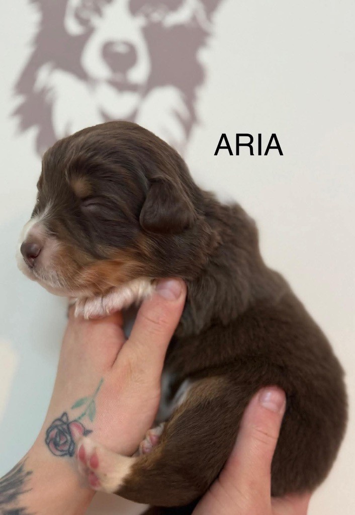 du Royaume de Narnia - Chiots disponibles - Berger Australien