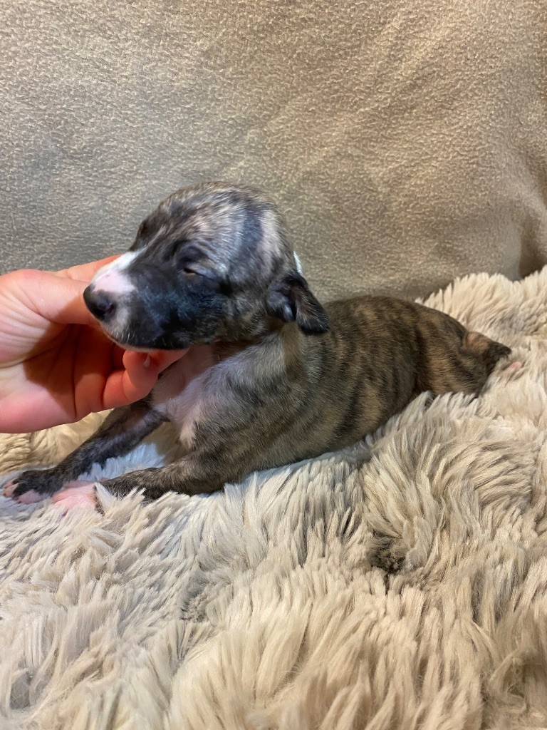 du Royaume de Narnia - Chiots disponibles - Whippet