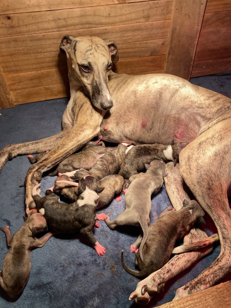 Chiot Whippet du Royaume de Narnia