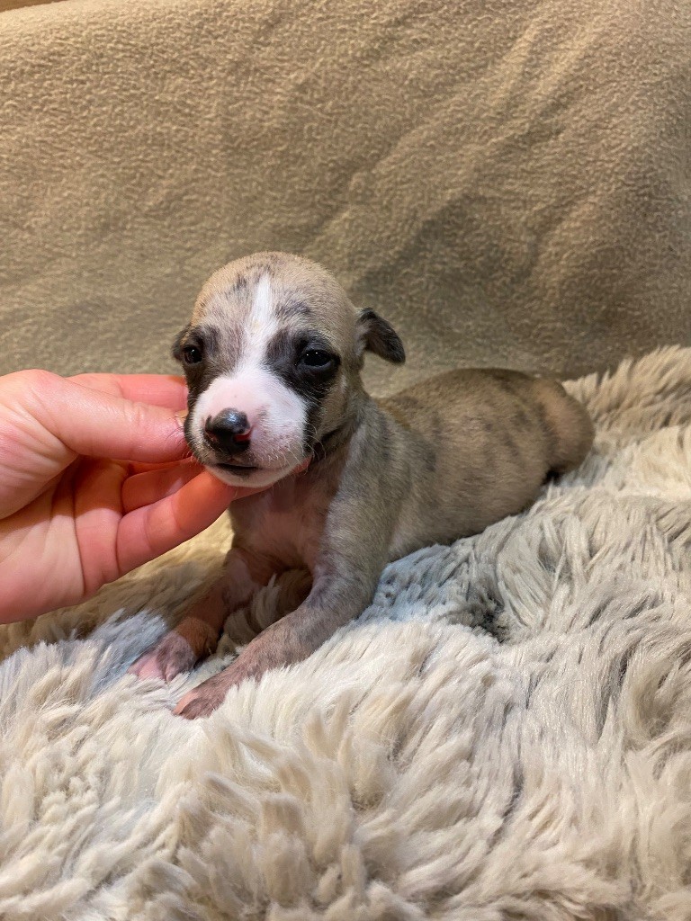 du Royaume de Narnia - Chiots disponibles - Whippet
